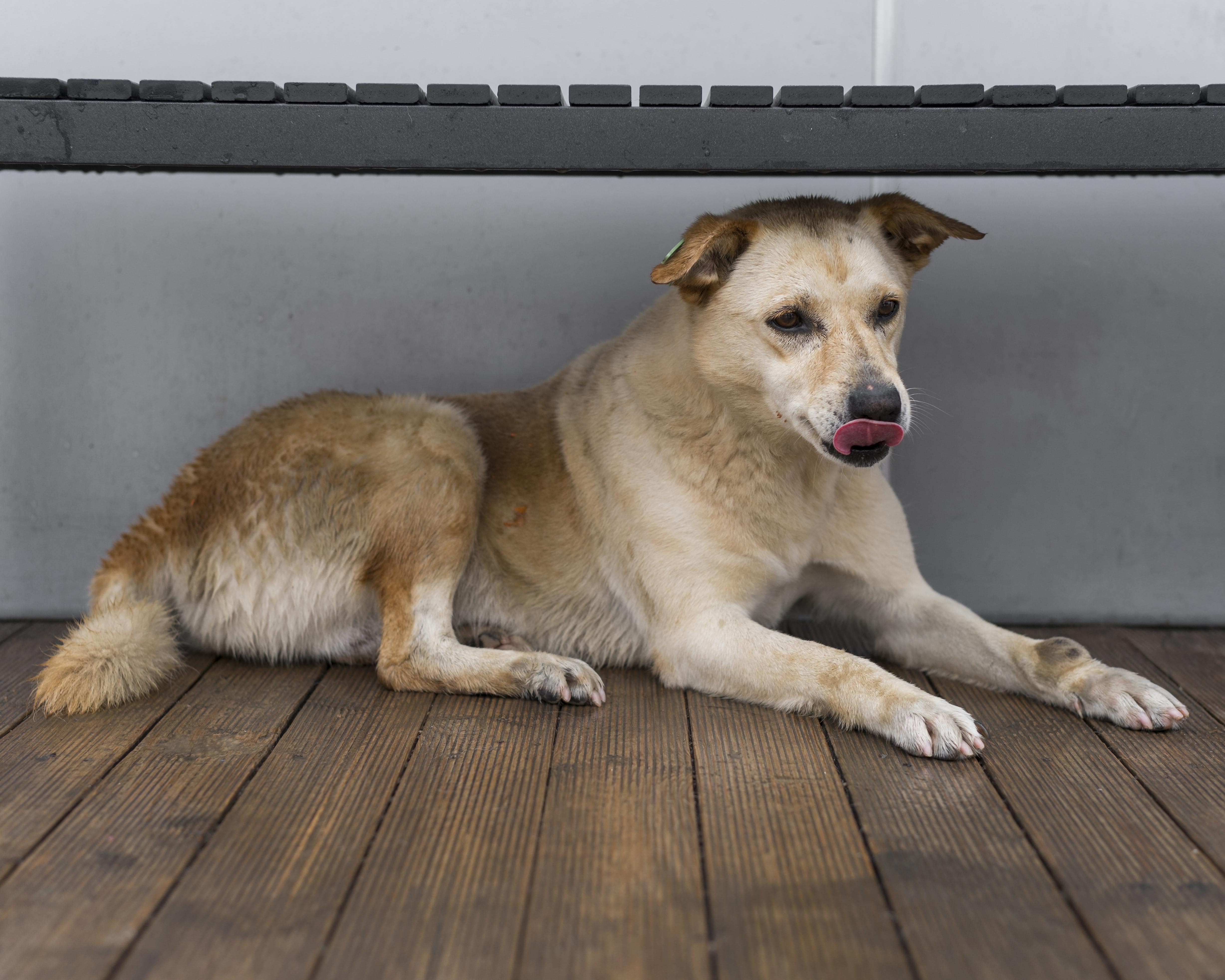 Distemper Prevention